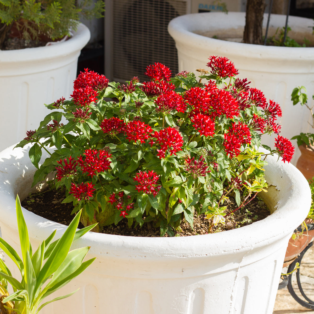Rode Pentas - Egyptische sterbloem - Pentas red - Willemse