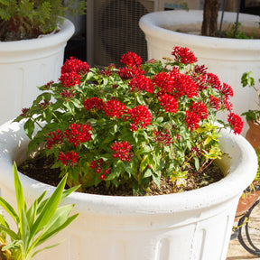 Rode Pentas - Egyptische sterbloem - Pentas red - Willemse