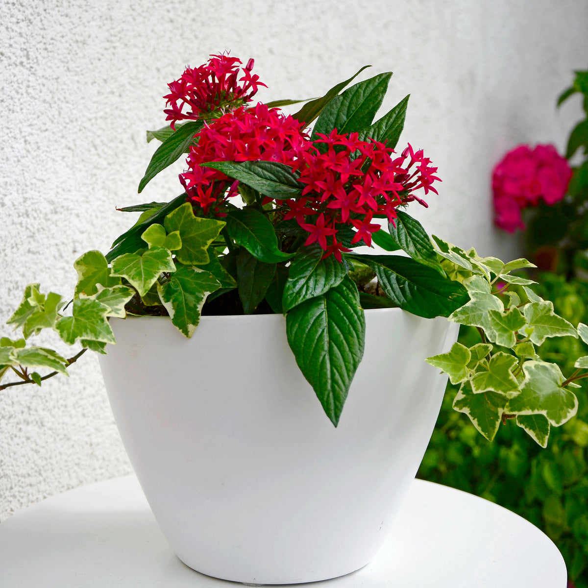 Rode Pentas - Egyptische sterbloem - Willemse