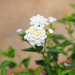 Witte Lantana - Wisselbloem - Lantana white - Willemse
