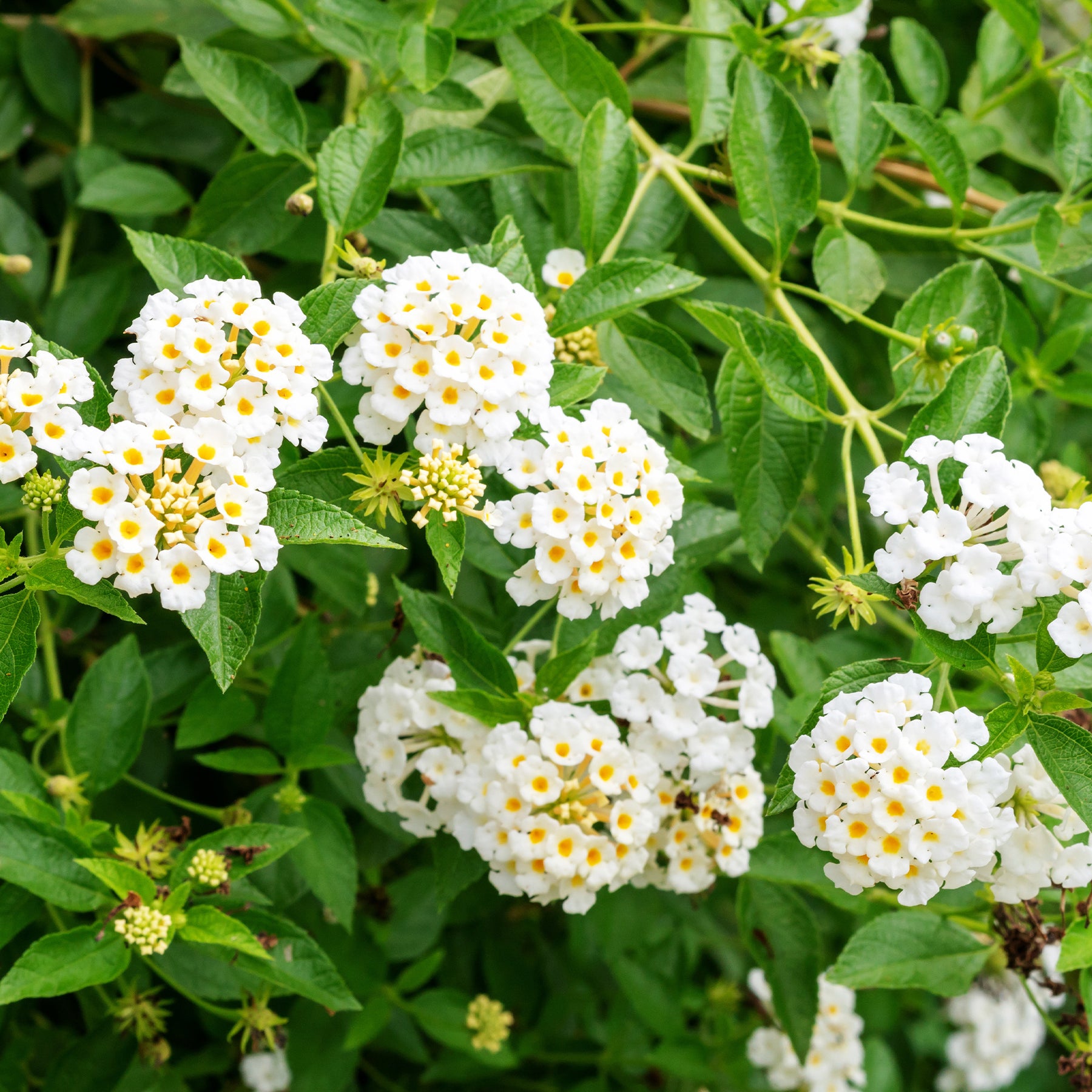 Witte Lantana - Wisselbloem - Willemse