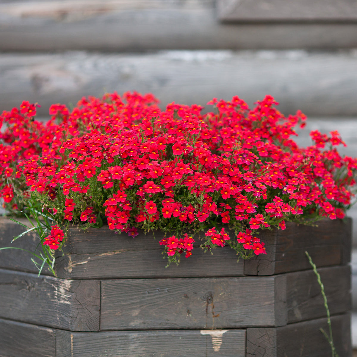 Rode Nemesia - Nemesia red - Willemse