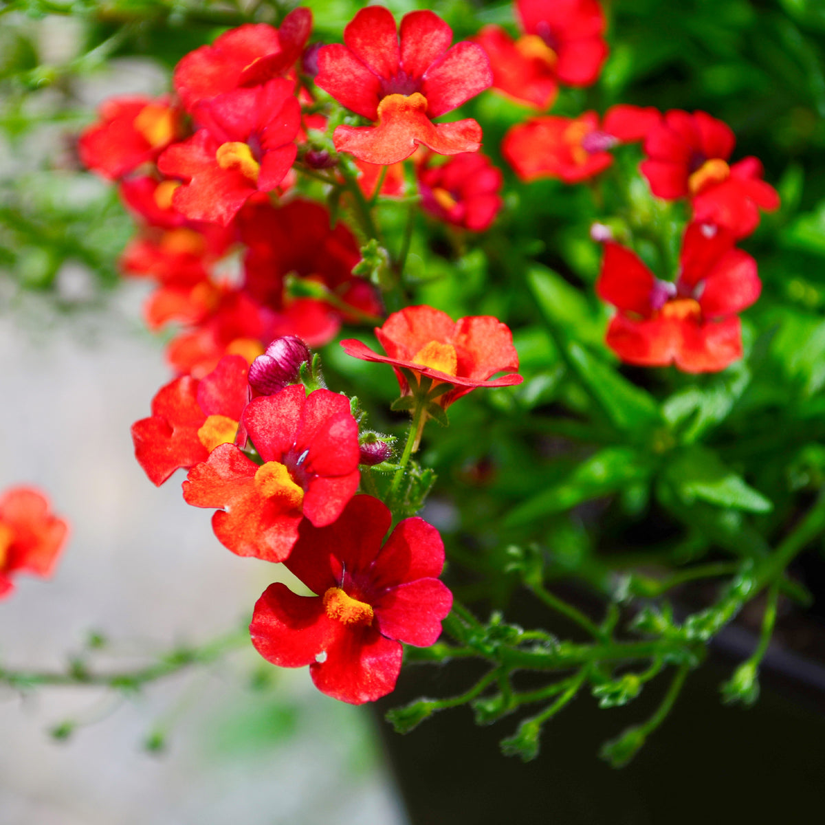 Rode Nemesia - Willemse