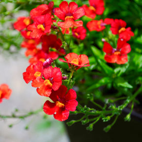 Rode Nemesia - Willemse