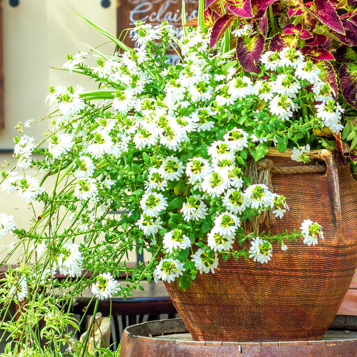 Wit waaierbloem - Scaevola  blanc - Willemse