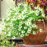 Wit waaierbloem - Scaevola  blanc - Willemse