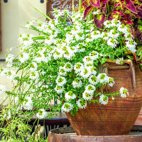 Wit waaierbloem - Scaevola  blanc - Willemse