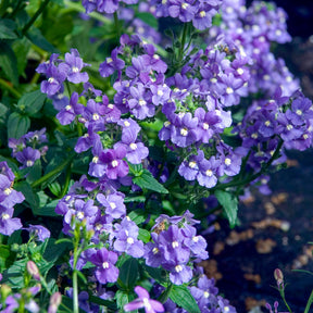 Blauwe Nemesia - Willemse