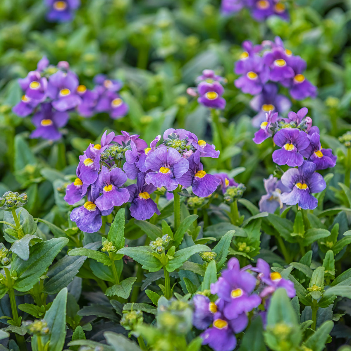 Blauwe Nemesia - Nemesia  blue - Willemse
