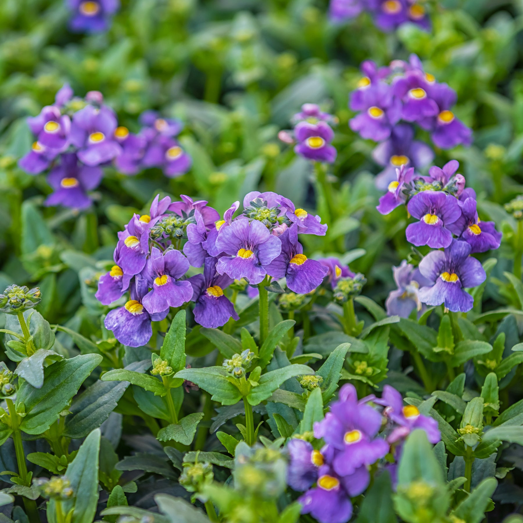 Blauwe Nemesia - Nemesia  blue - Willemse