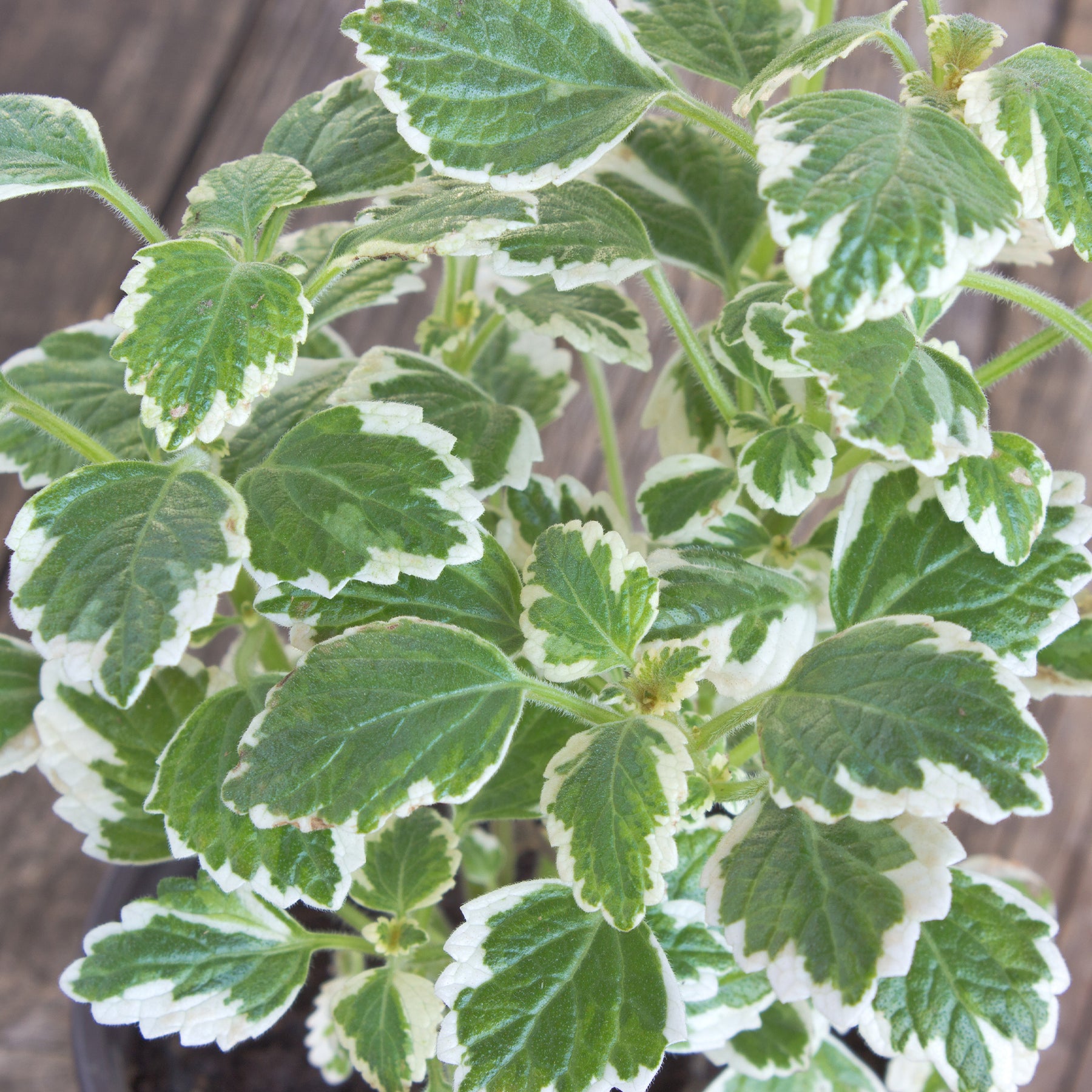 Plectranthus groen-wit - Plectranthus bicolore green and white - Willemse