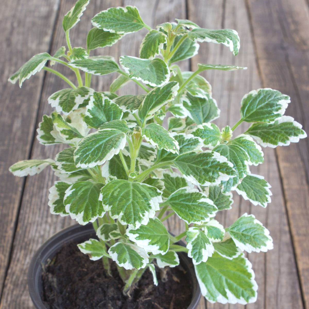 Plectranthus groen-wit - Willemse