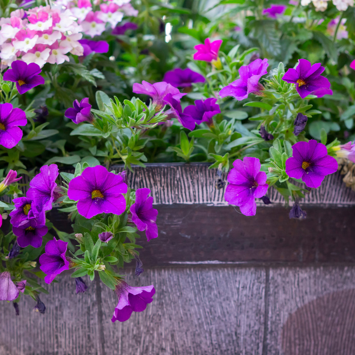 Paarse hangpetunia - Surfinia purple - Willemse
