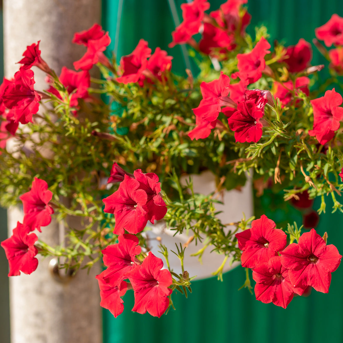 Rode hangpetunia - Surfinia red - Willemse