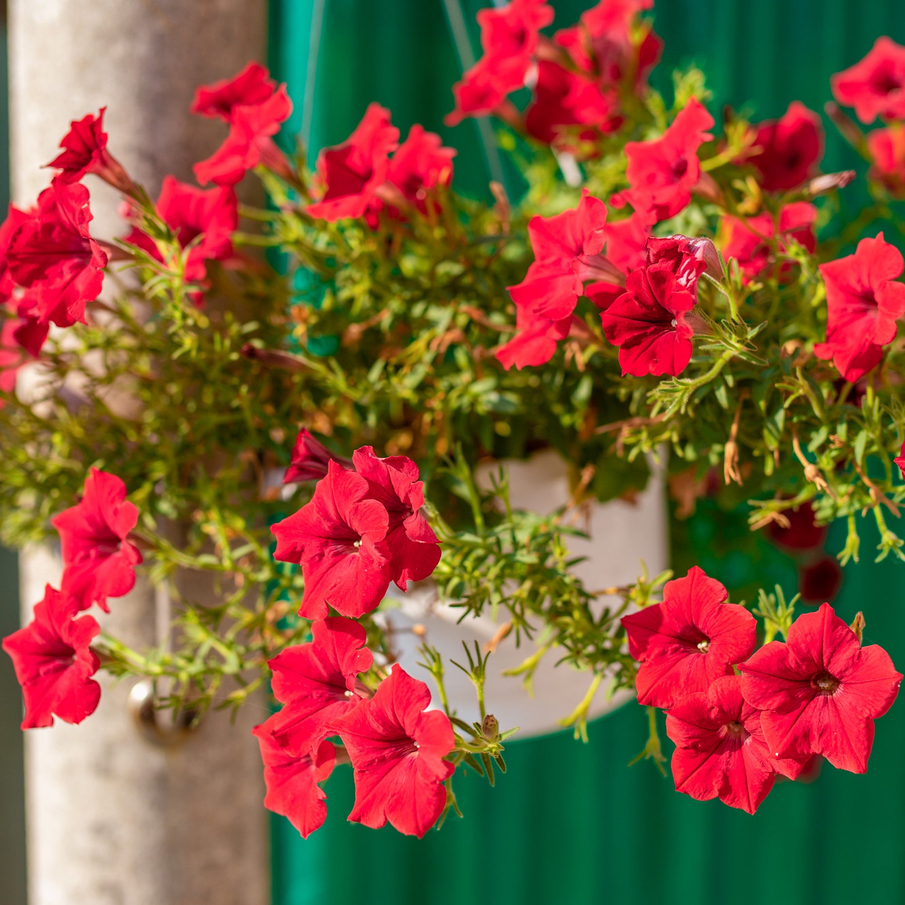 Rode hangpetunia - Surfinia red - Willemse