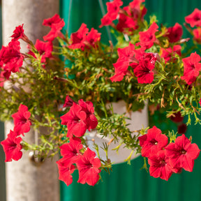 Rode hangpetunia - Surfinia red - Willemse