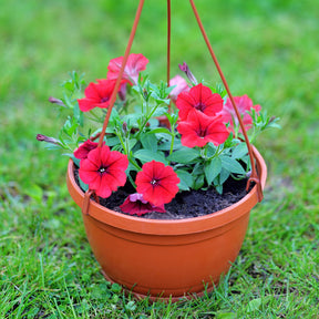 Rode hangpetunia - Willemse