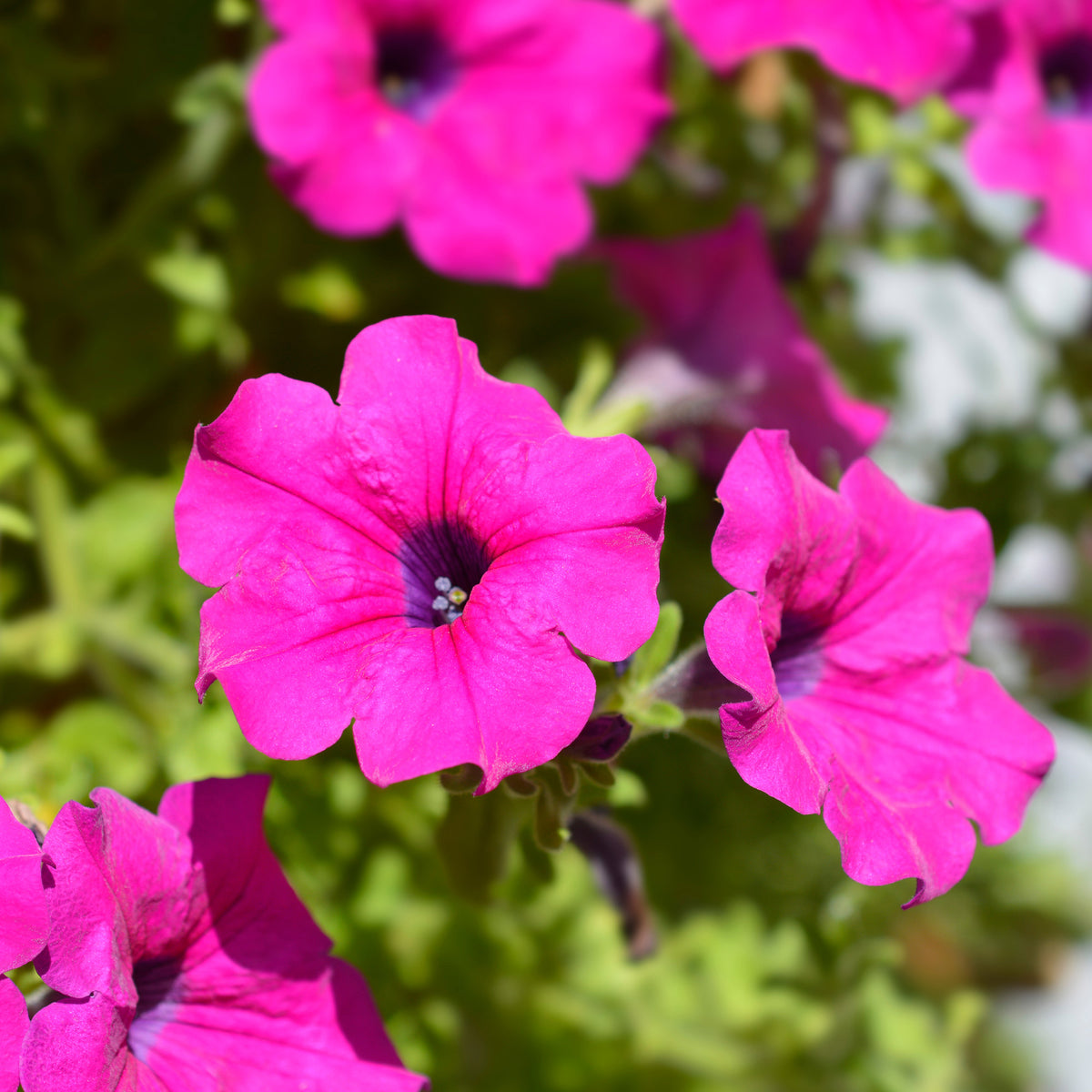 Roze hangpetunia - Surfinia pink - Willemse