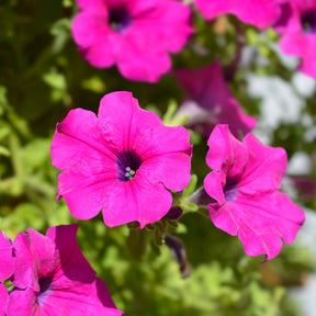 Roze hangpetunia - Surfinia pink - Willemse