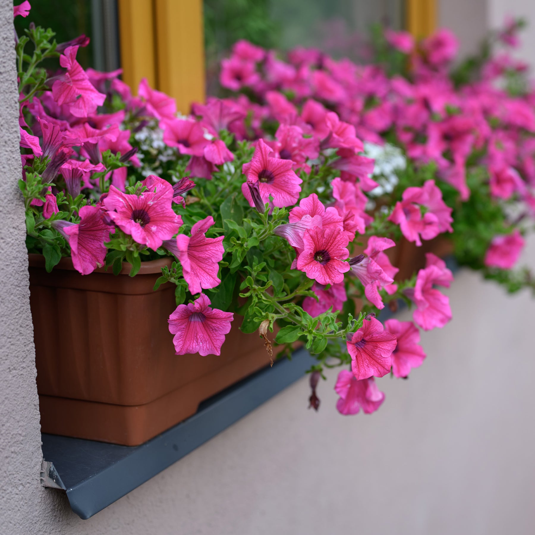 Roze hangpetunia - Willemse