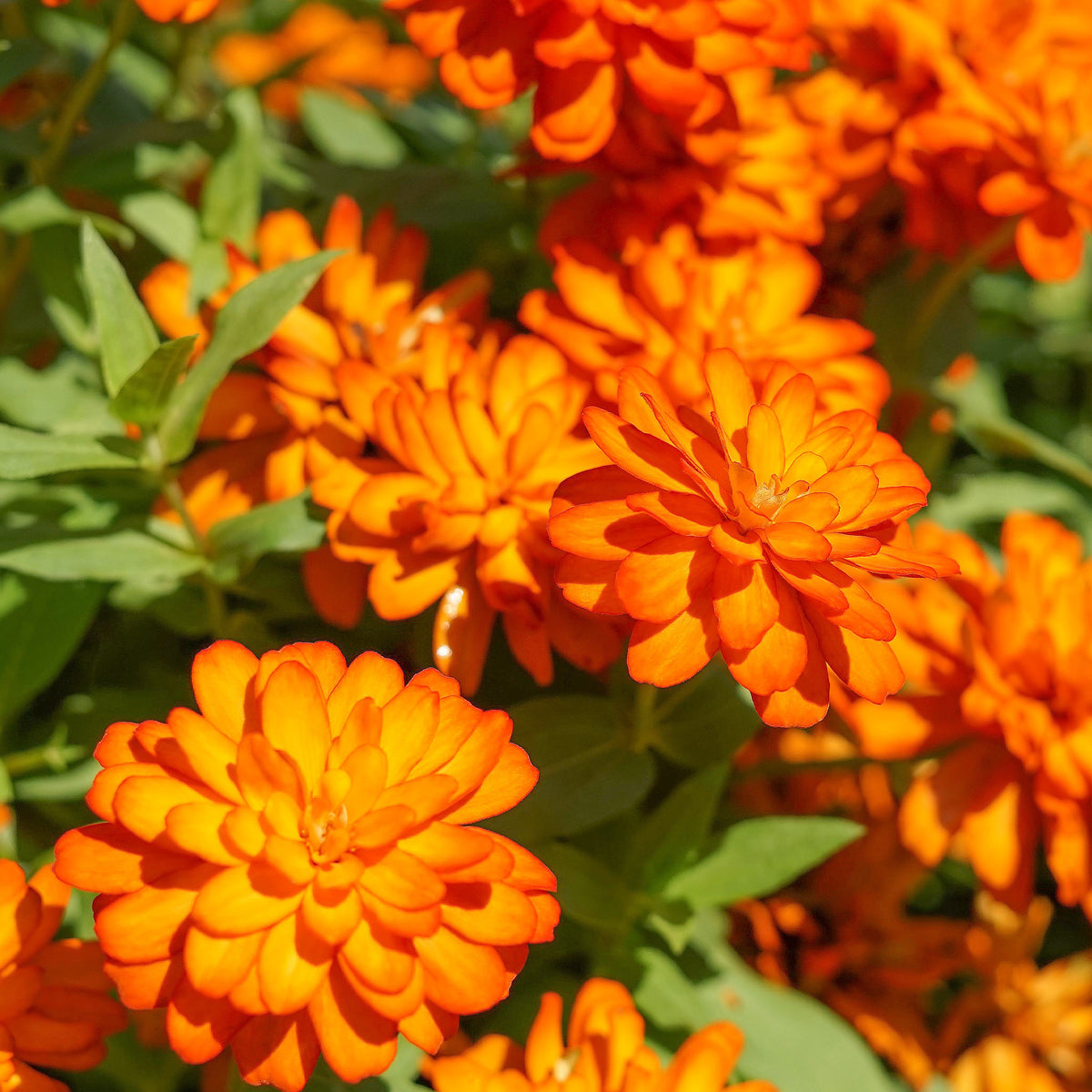 Oranje Zinnia - Willemse