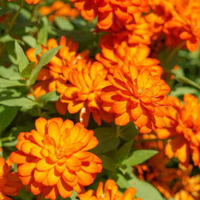 Oranje Zinnia - Willemse