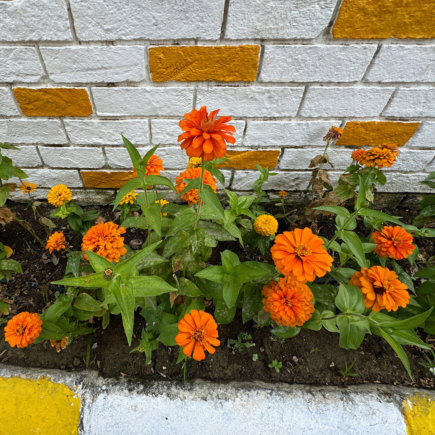 Oranje Zinnia - Zinnia  orange - Willemse