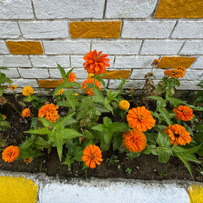 Oranje Zinnia - Zinnia  orange - Willemse