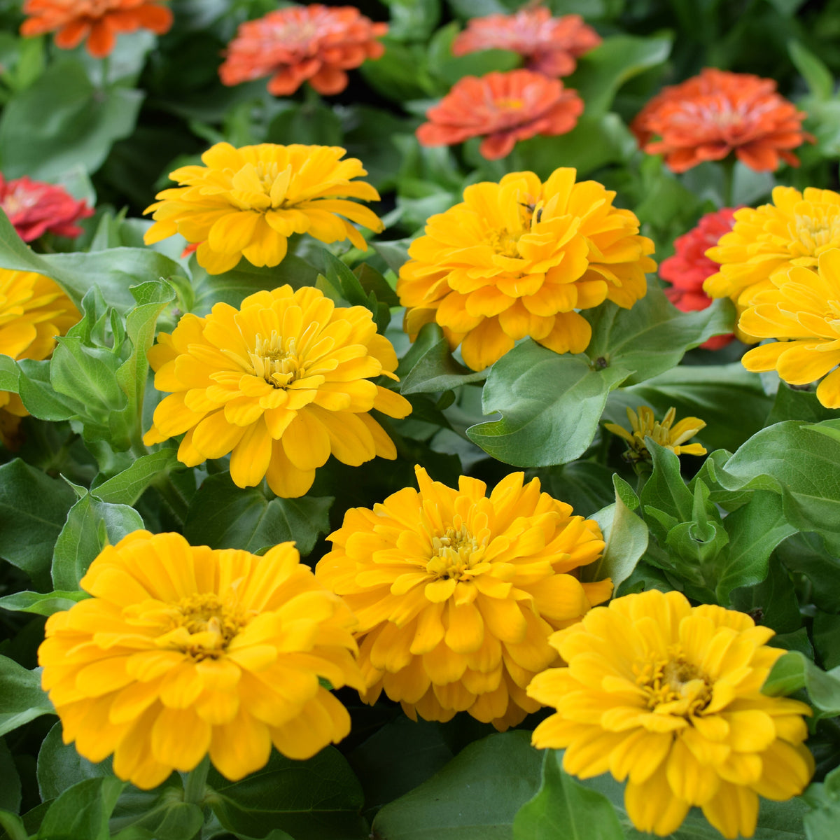 Gele Zinnia - Willemse