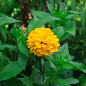 Gele Zinnia - Zinnia yellow - Willemse