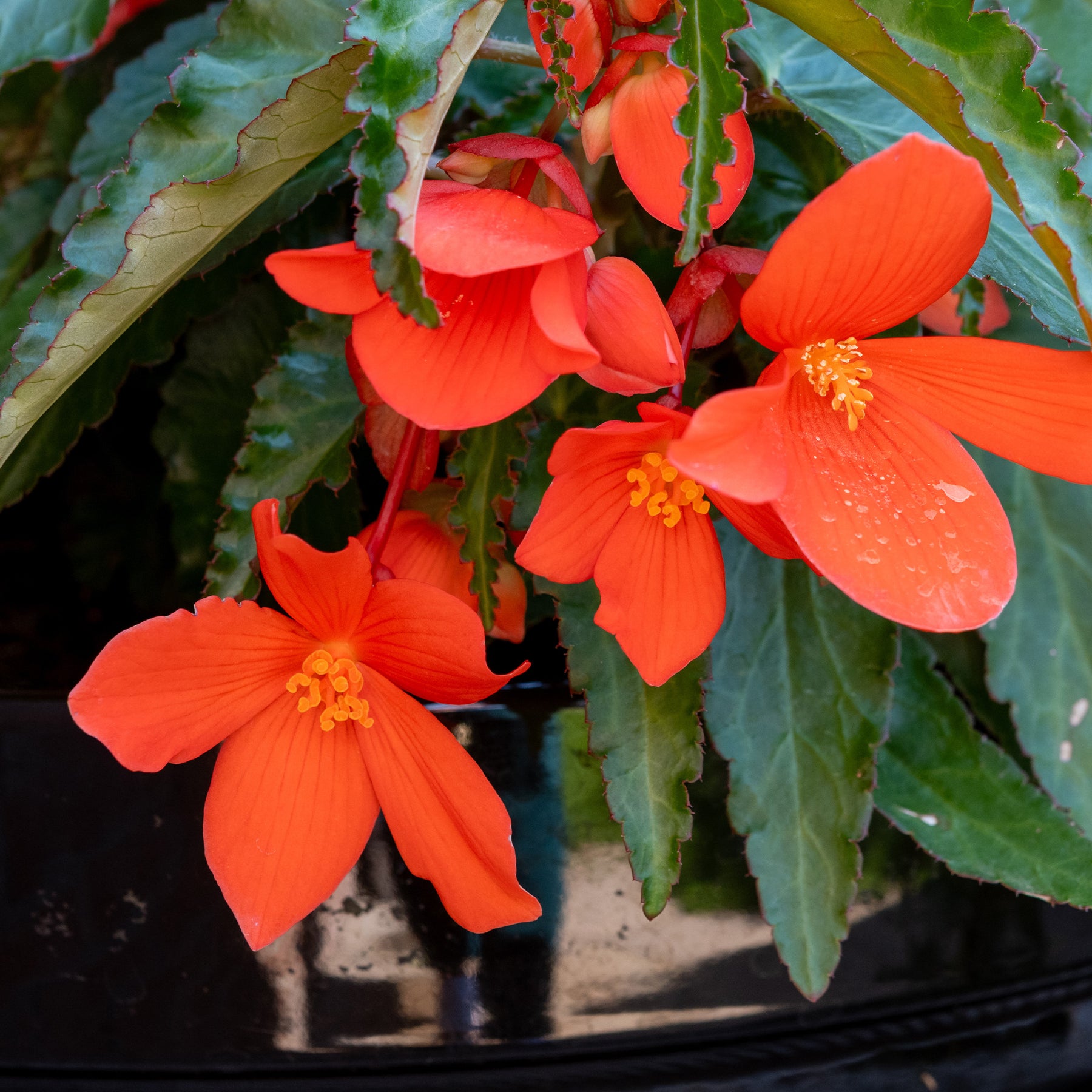 Bégonia pendula orange - Oranje hangbegonia - Balkon- en terrasbloemen