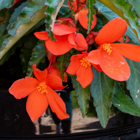 Bégonia pendula orange - Oranje hangbegonia - Balkon- en terrasbloemen
