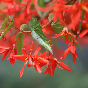 Oranje hangbegonia - Bégonia pendula orange - Willemse