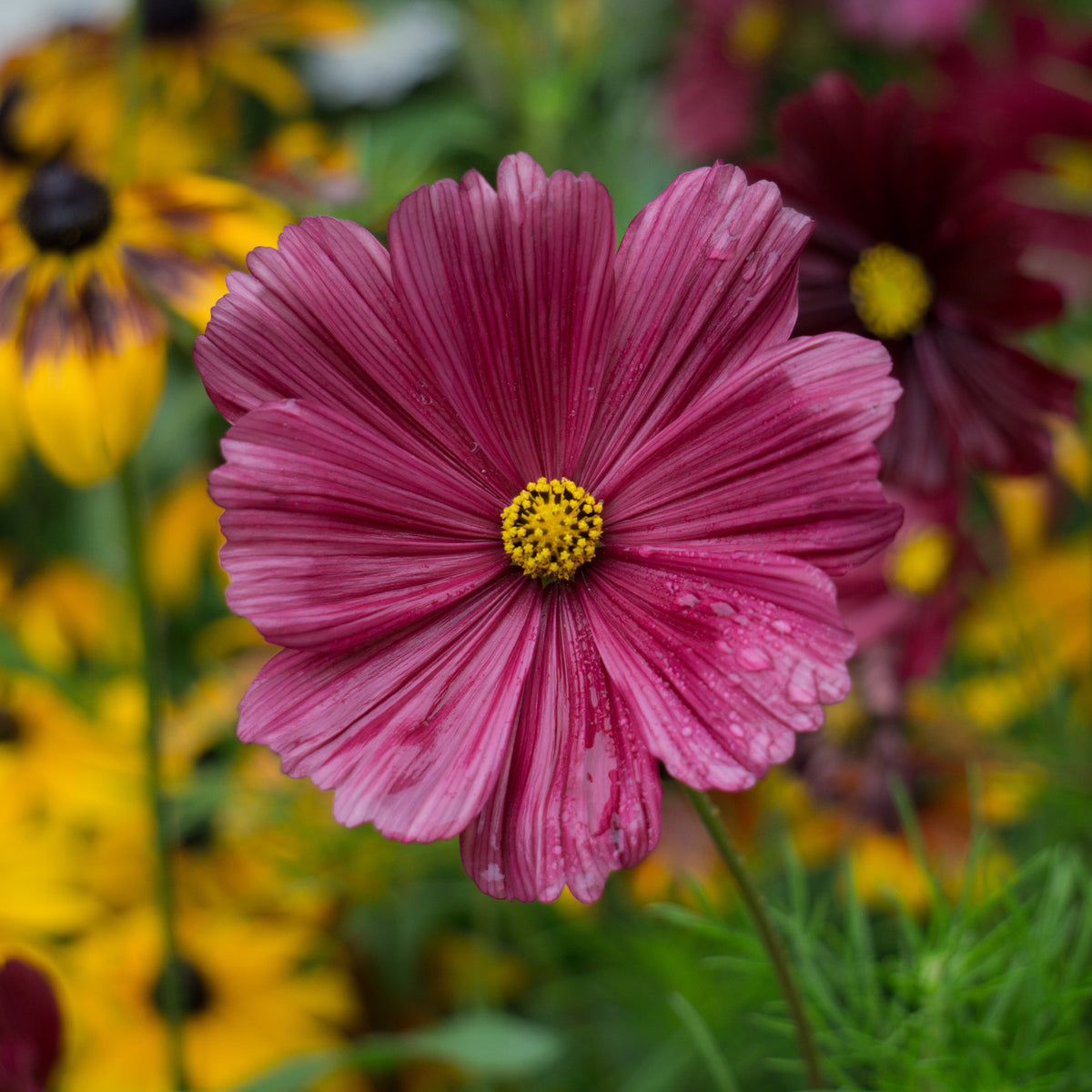 Roze Cosmos - Cosmos pink - Willemse