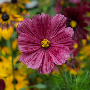 Roze Cosmos - Cosmos pink - Willemse