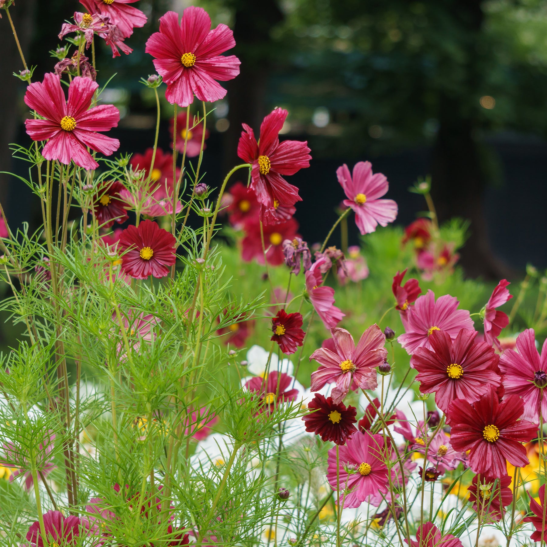 Roze Cosmos - Willemse