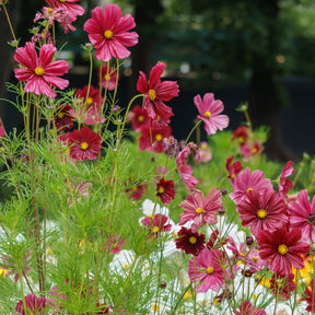 Roze Cosmos - Willemse