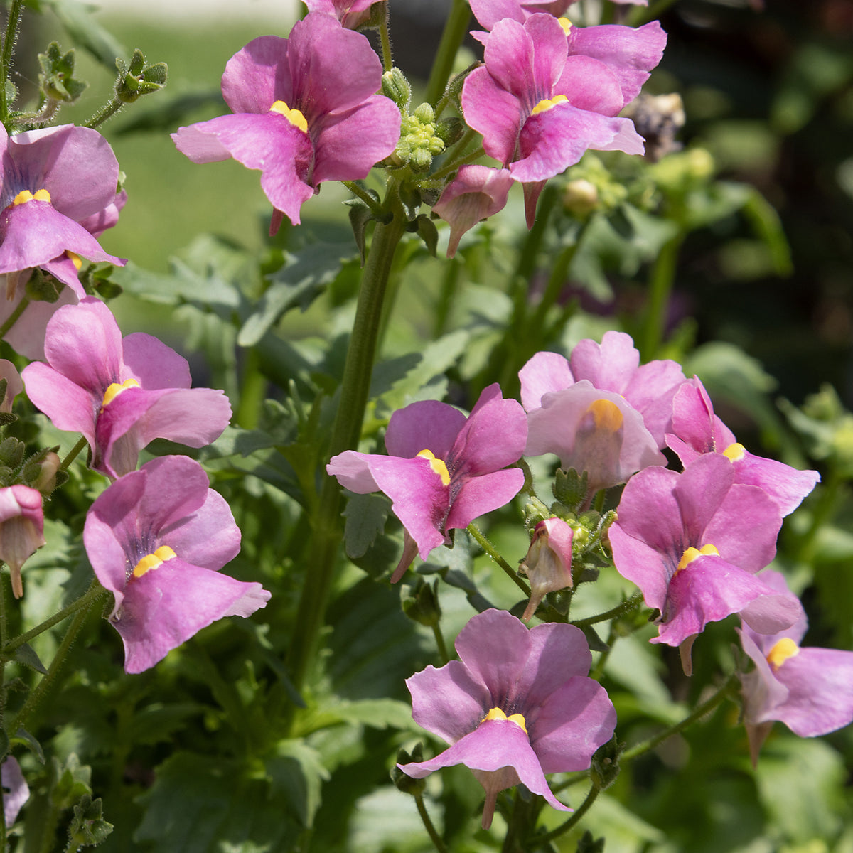 Roze Nemesia - Nemesia pink - Willemse