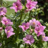 Roze Nemesia - Nemesia pink - Willemse