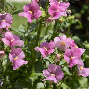 Roze Nemesia - Nemesia pink - Willemse
