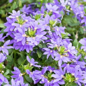 Paarse waaierbloem - Scaevola purple - Willemse