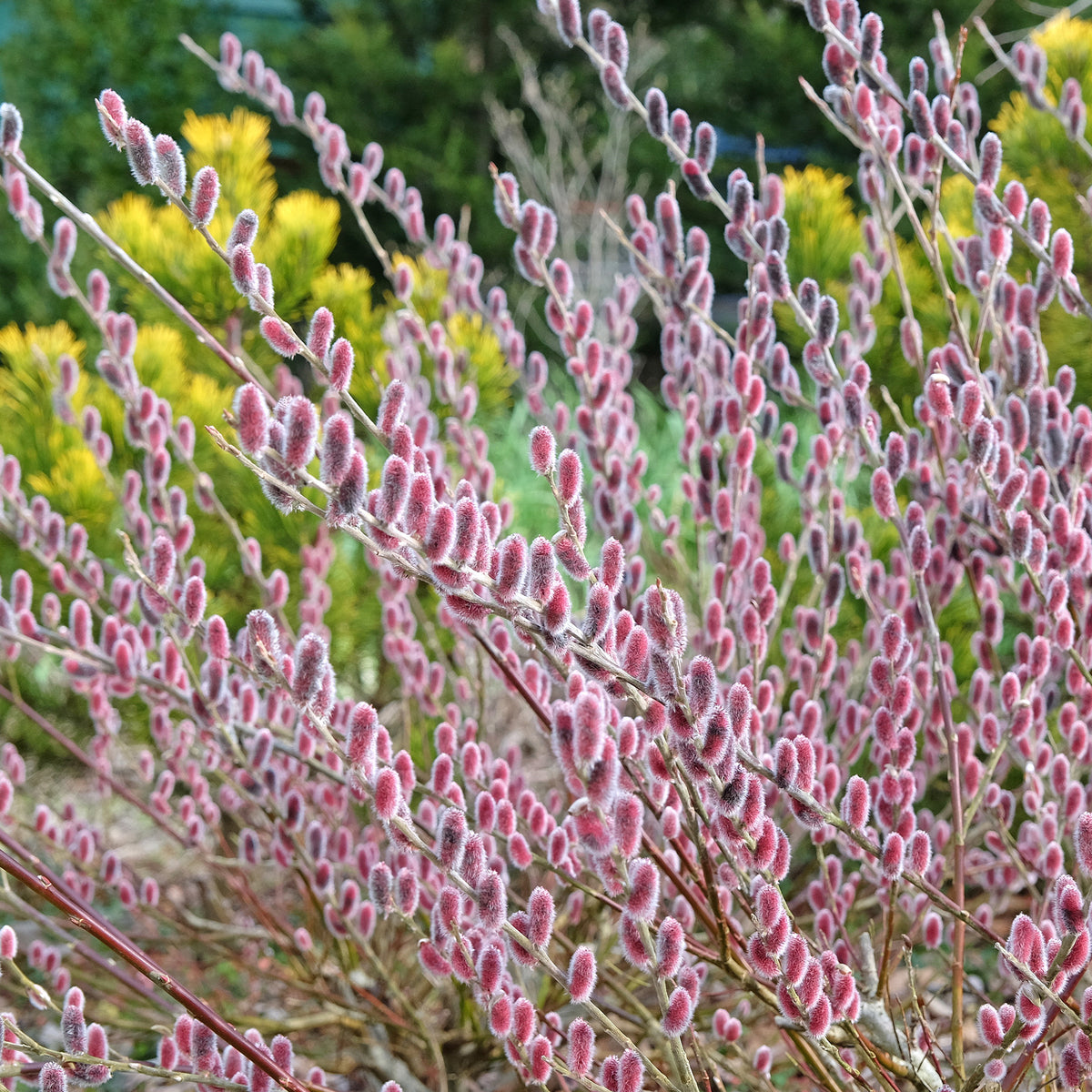 Roze Katjeswilg 'Mount Aso' op stam