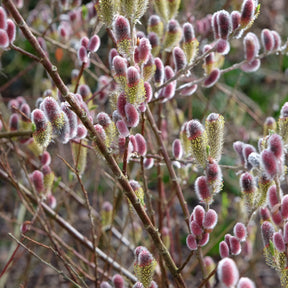 Roze Katjeswilg 'Mount Aso' op stam