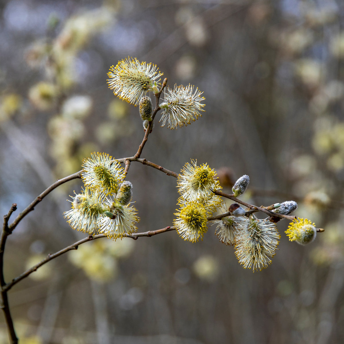 Kruipwilg op stam met gele katjes - Salix repens 'Iona' tige 40 - Willemse