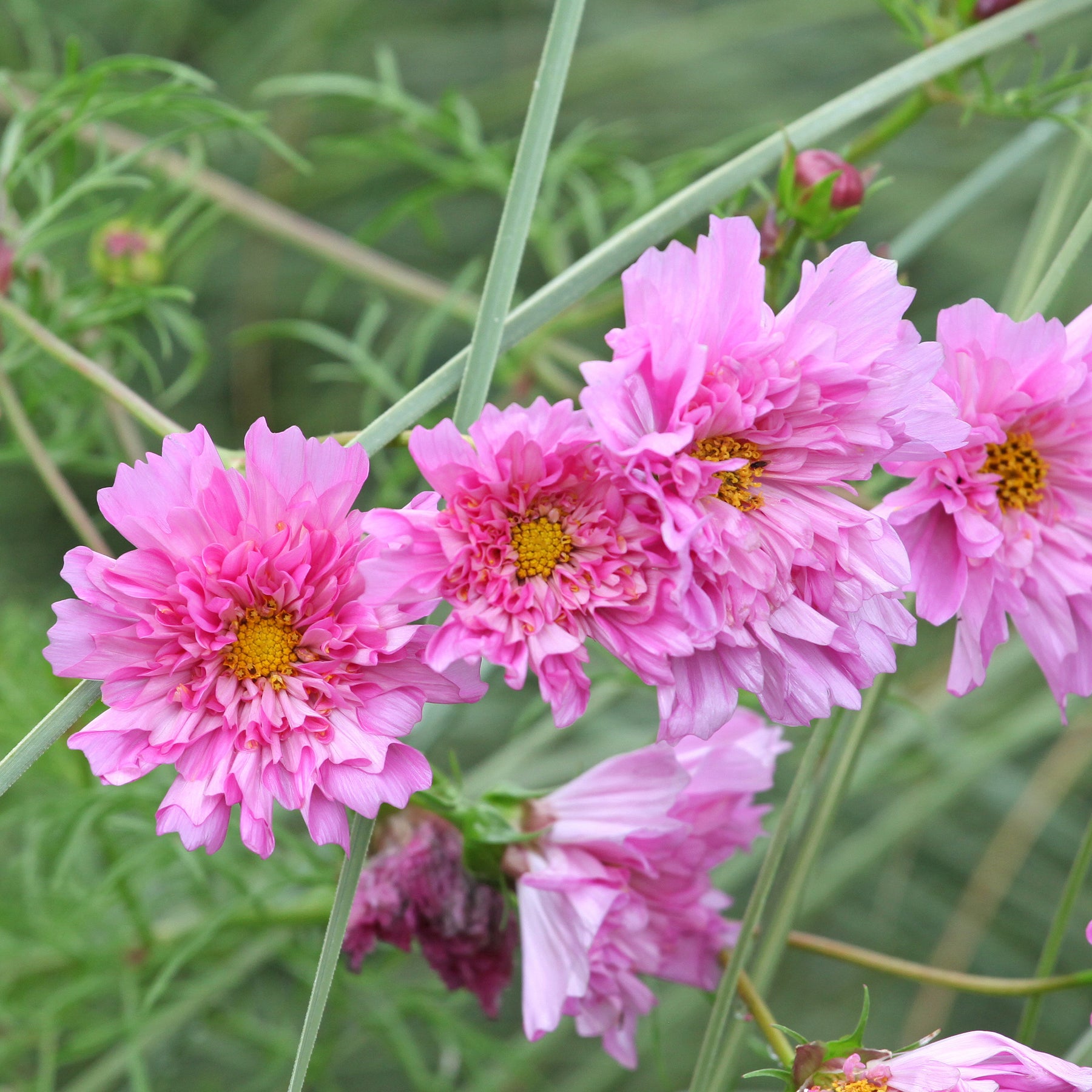 Cosmos 'Double Dutch Rose' - Willemse