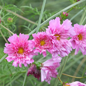 Cosmos 'Double Dutch Rose' - Willemse