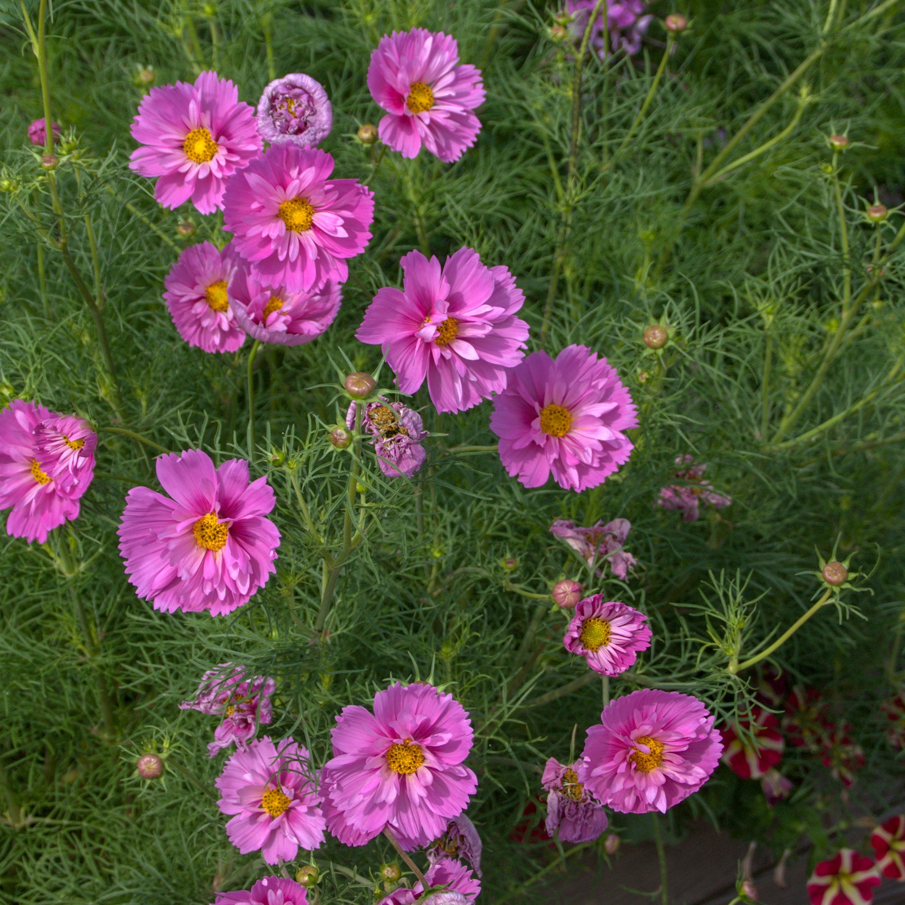 Cosmos 'Double Dutch Rose' - Cosmos bipinnatus 'Double Dutch Rose' - Willemse