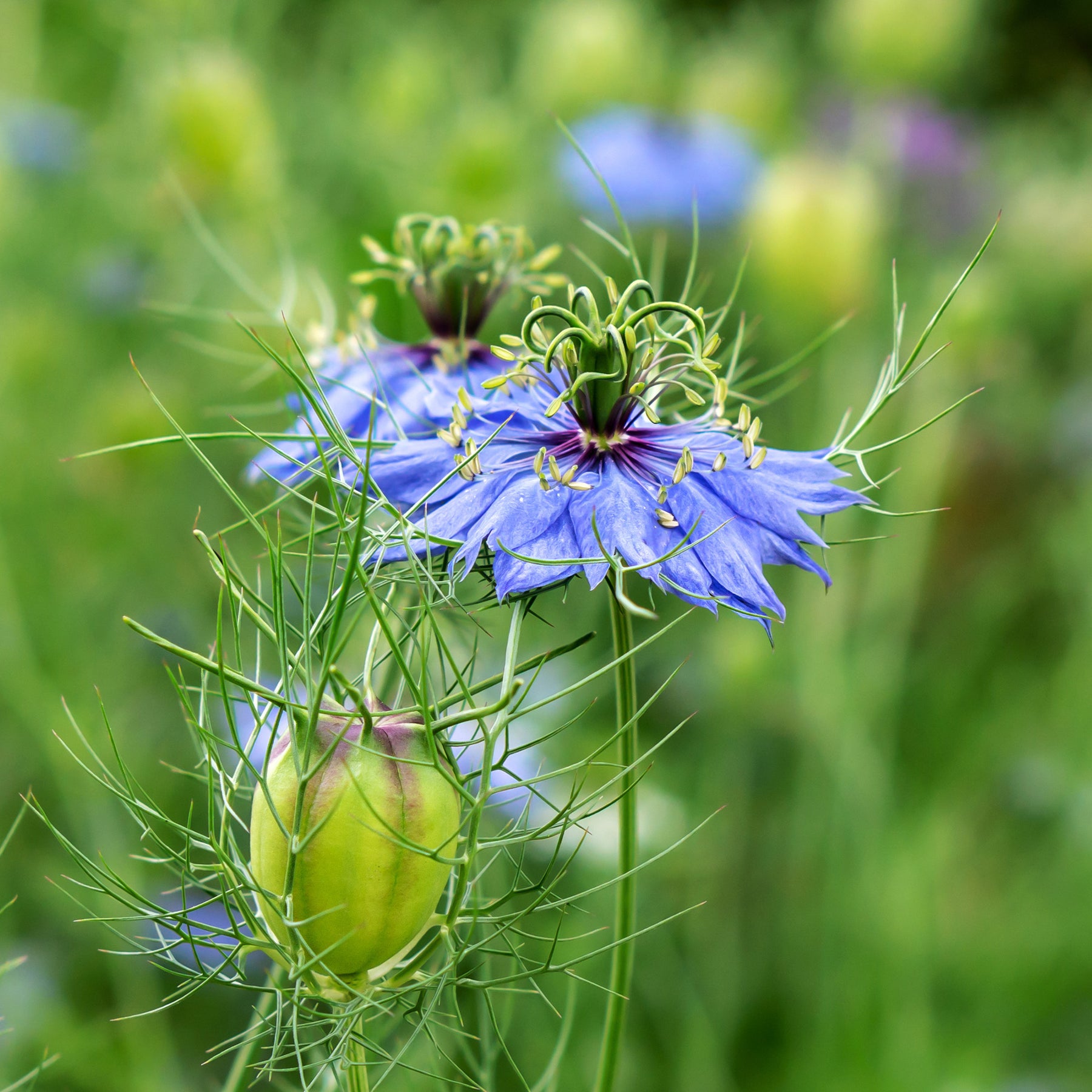 Juffertje in het groen 'Midnight' - Nigella papillosa (hispanica) - Willemse