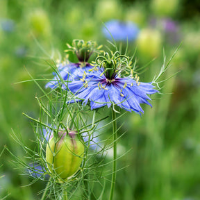 Juffertje in het groen 'Midnight' - Nigella papillosa (hispanica) - Willemse