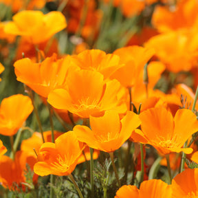 Slaapmutsje 'Aurantiaca' - Willemse